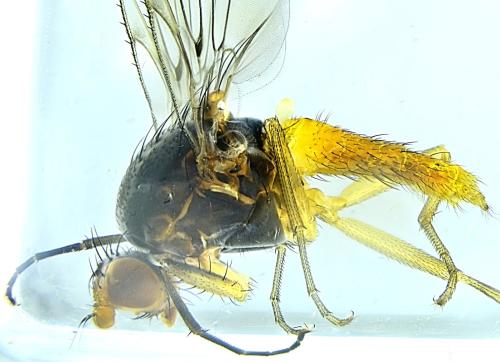Réf. 335 563 : Tephrochlamys tarsalis